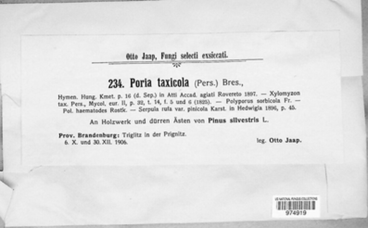 Poria taxicola image